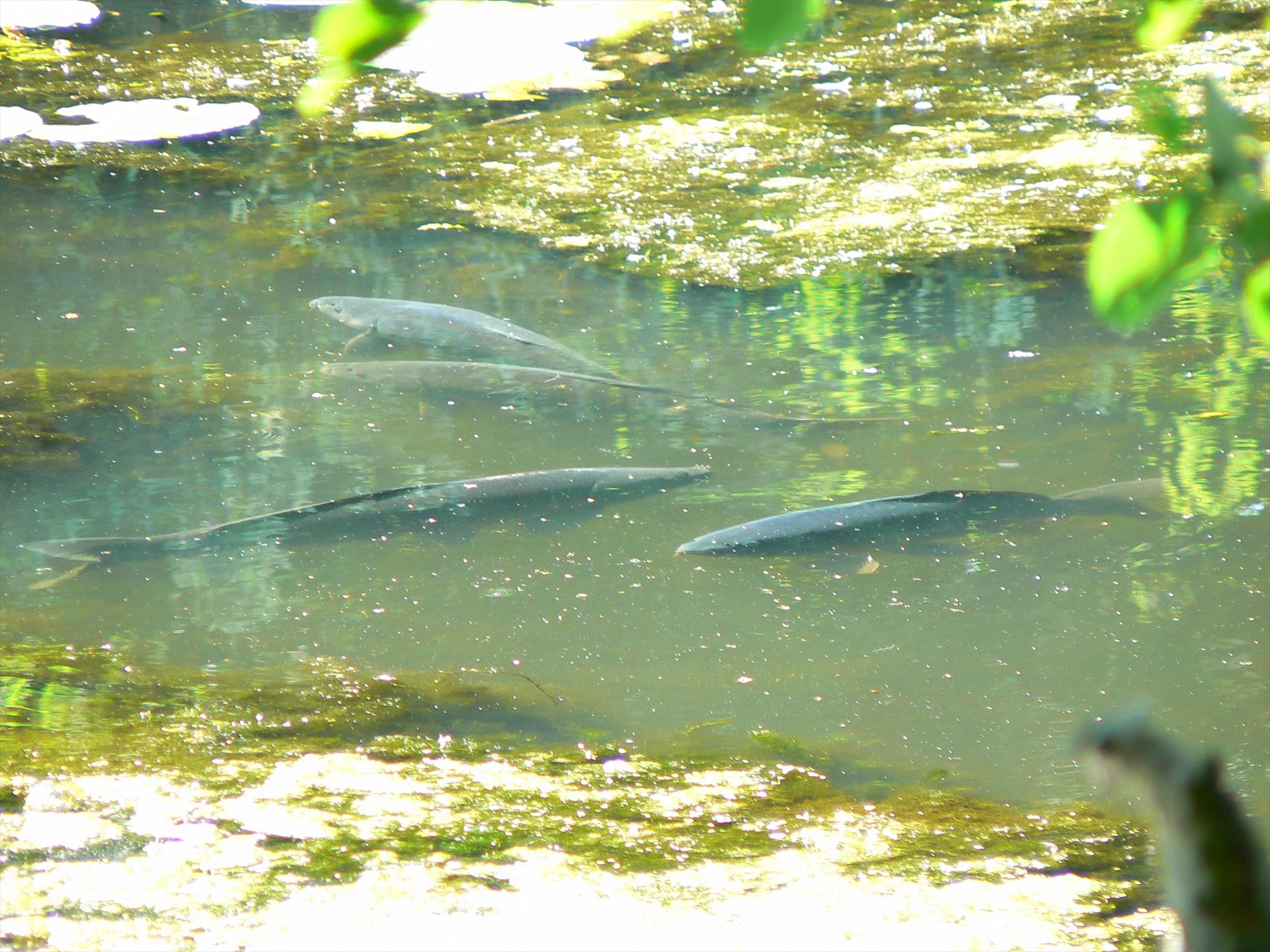 Crapi salbatici si alti pesti - p1030424.JPG